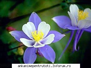 ghiceste floarea fel iris sau ghiocel?ce floare este asta:
