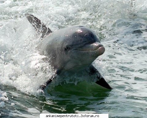 Ce animal salbatic esti? - eu sunt un delfin foarte inteligent - Jocuri