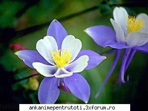 Ghiceste floarea - un fel de iris sau ghiocel? ce floare este asta - Jocuri